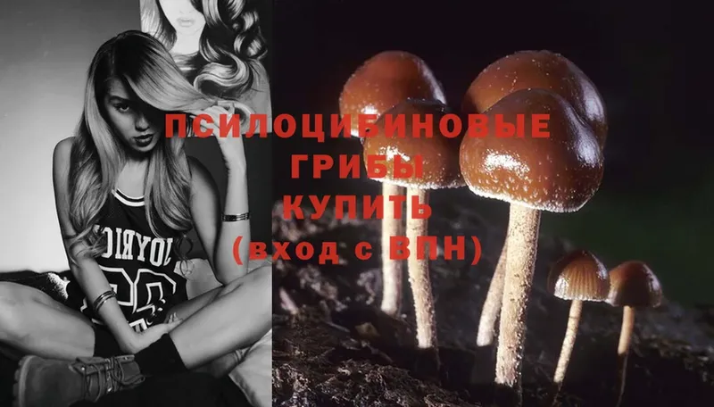 OMG ссылка  Курлово  Псилоцибиновые грибы Magic Shrooms 